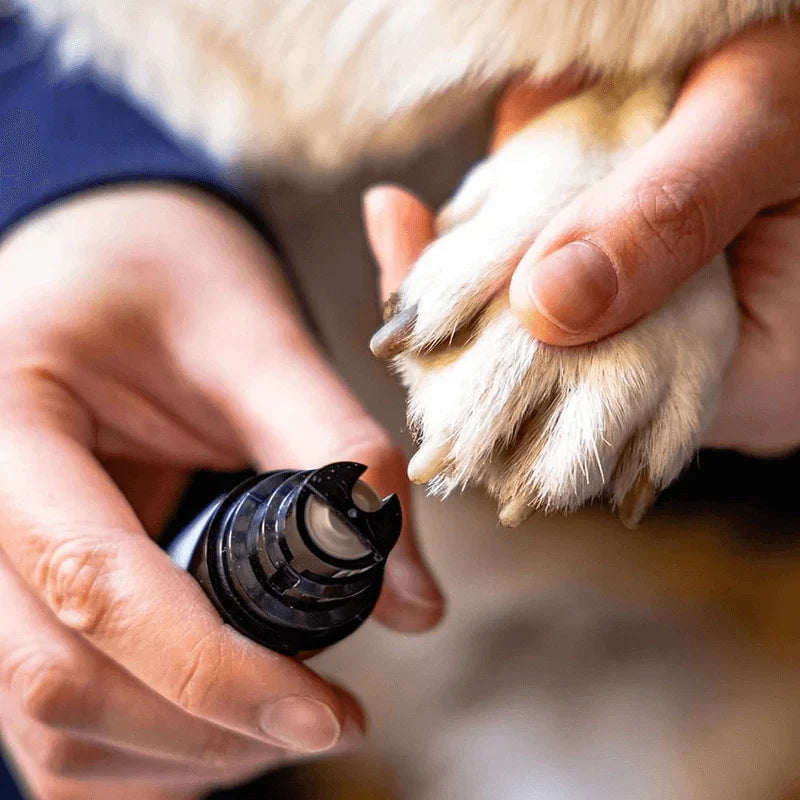 Pourquoi couper les griffes de son animal est essentiel (et souvent mal fait)